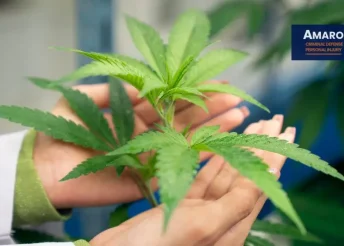 Florida Courts Require Proof That Cannabis Contains More Than 1% THC